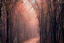 厄立特里亚球员受到球迷喜爱